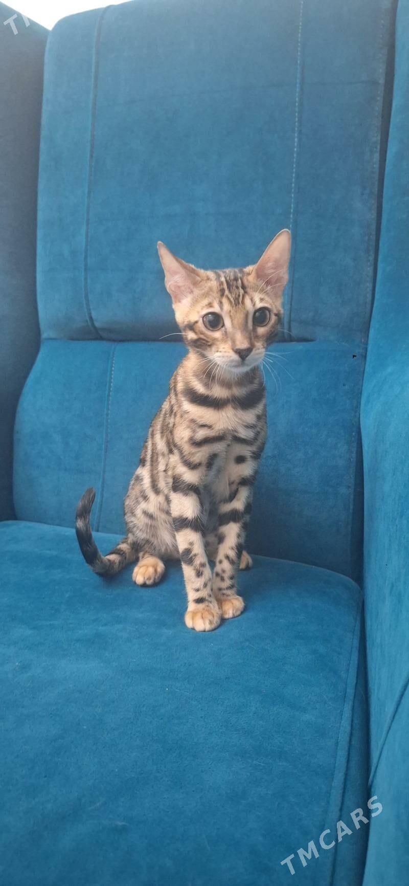 Бенгальские Кошки - Туркменабат - img 2