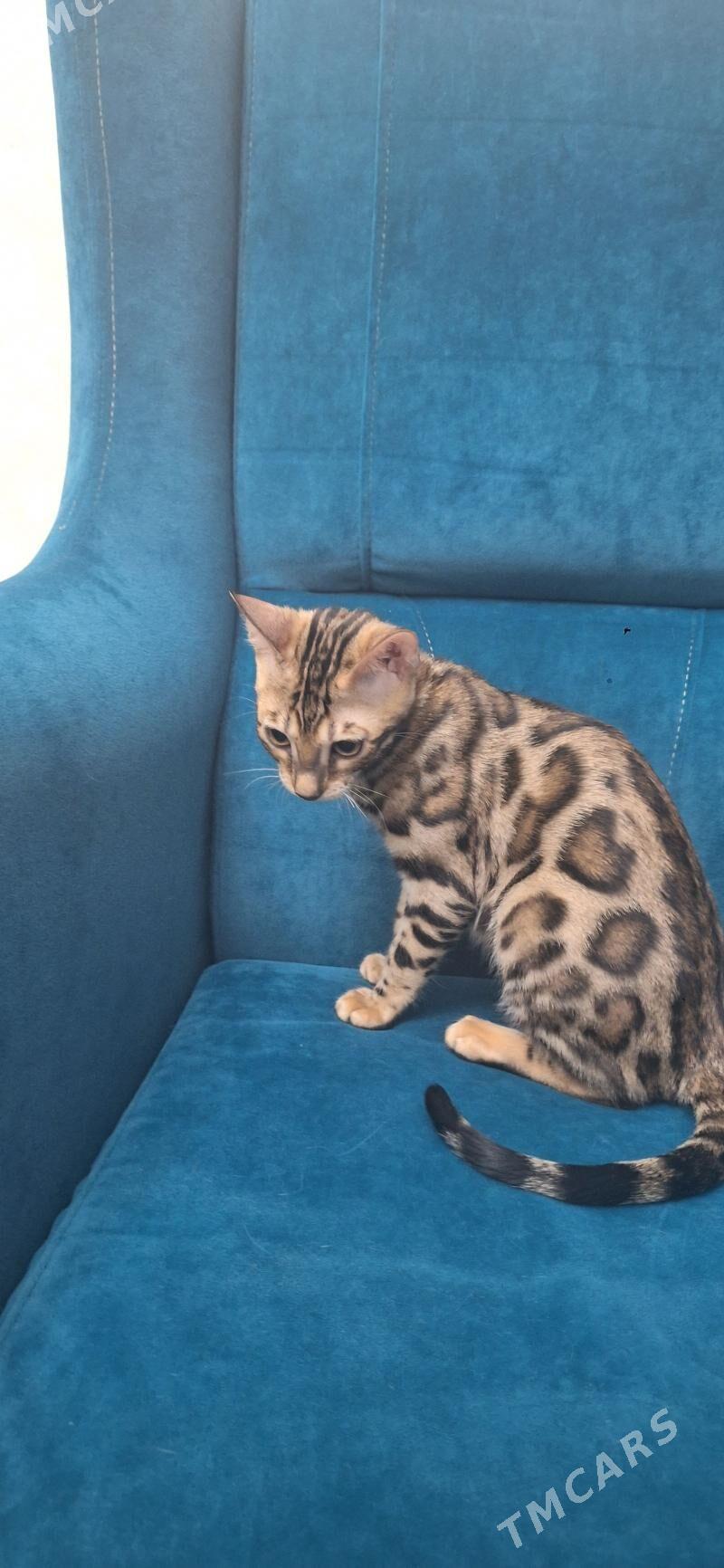 Бенгальские Кошки - Туркменабат - img 4