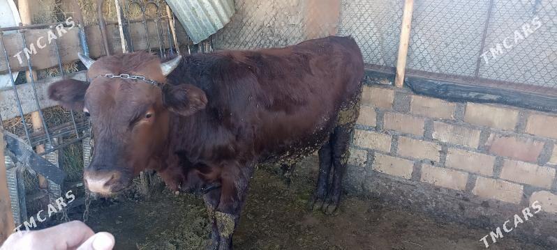 Ökiz - Bagyr - img 2