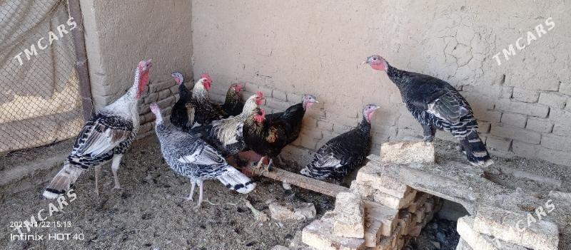 induk - Мары - img 1