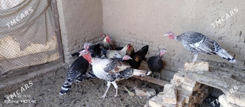 induk - Мары - img 3