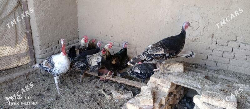 induk - Мары - img 2