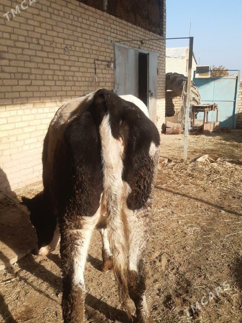 Arassa corny pyostr - Чарджоу - img 2