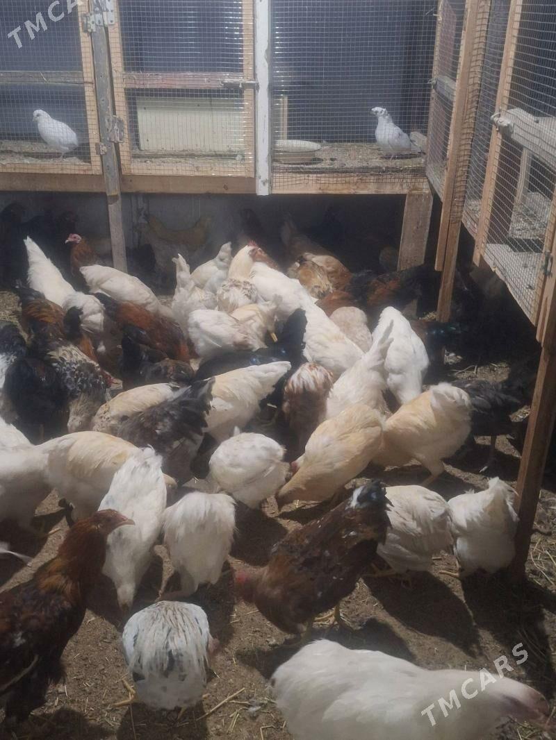 tovuk - Туркменабат - img 2