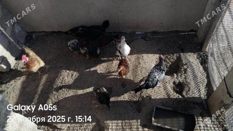 Towuk - Туркменбаши - img 1