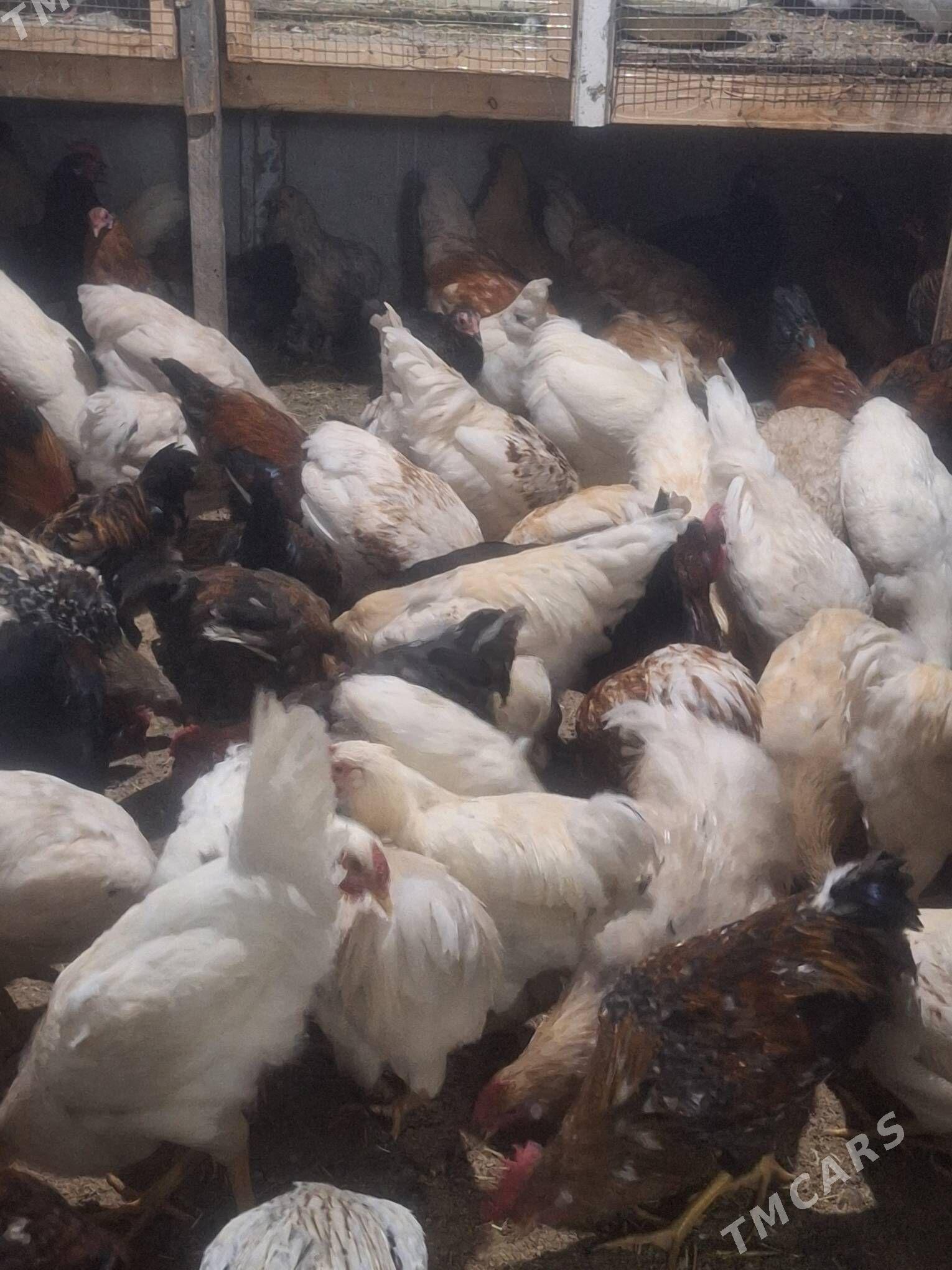 tovuk - Туркменабат - img 1