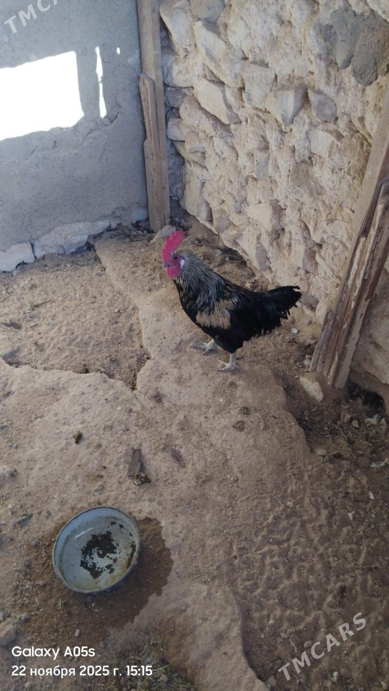 Towuk - Туркменбаши - img 2