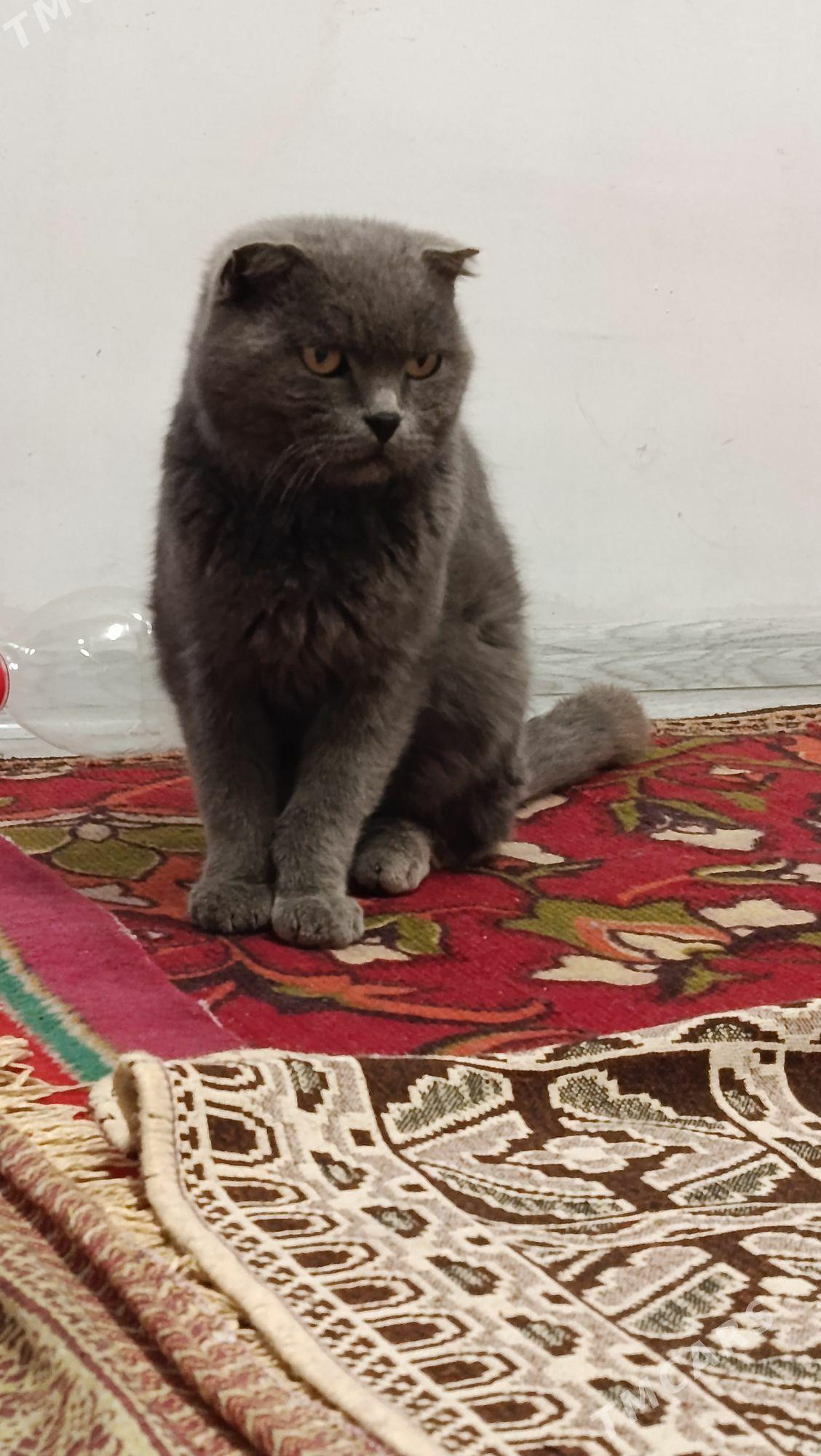 Pişik - Туркменбаши - img 2