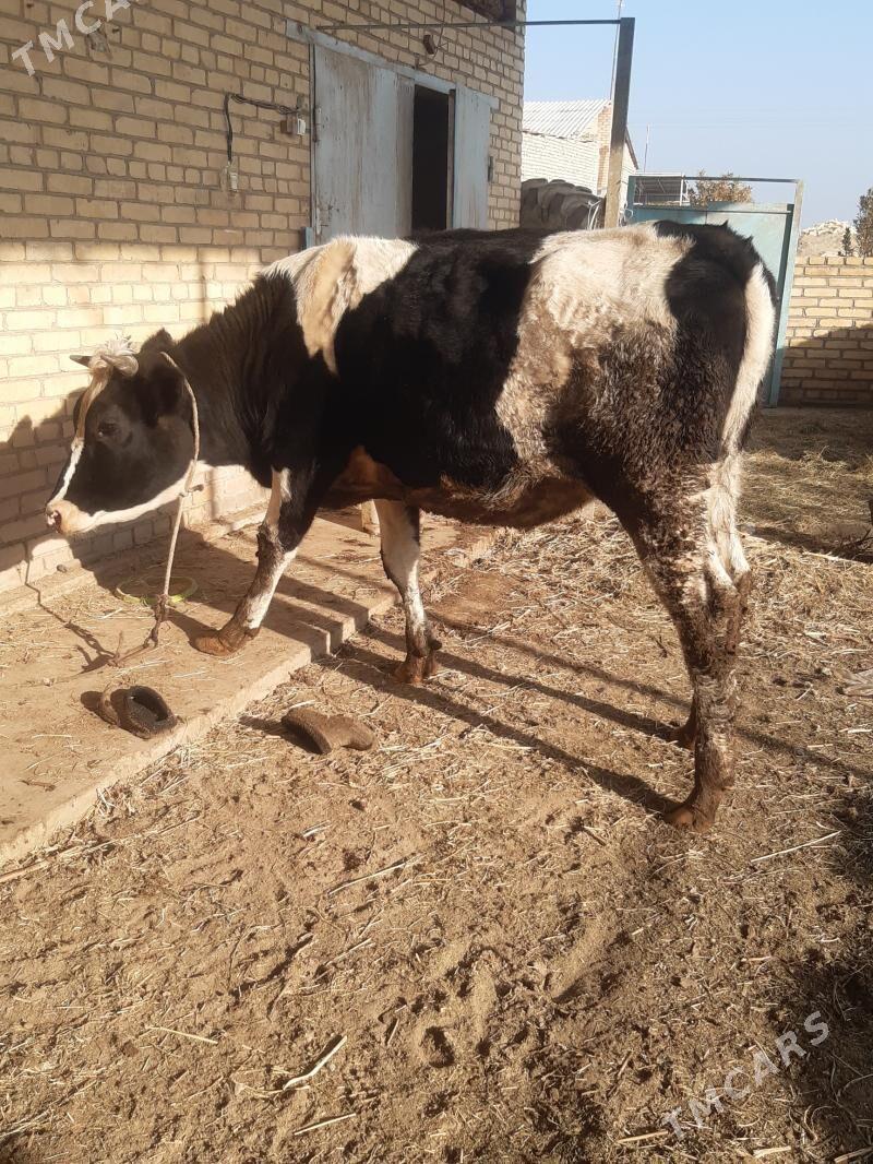 Arassa corny pyostr - Чарджоу - img 3