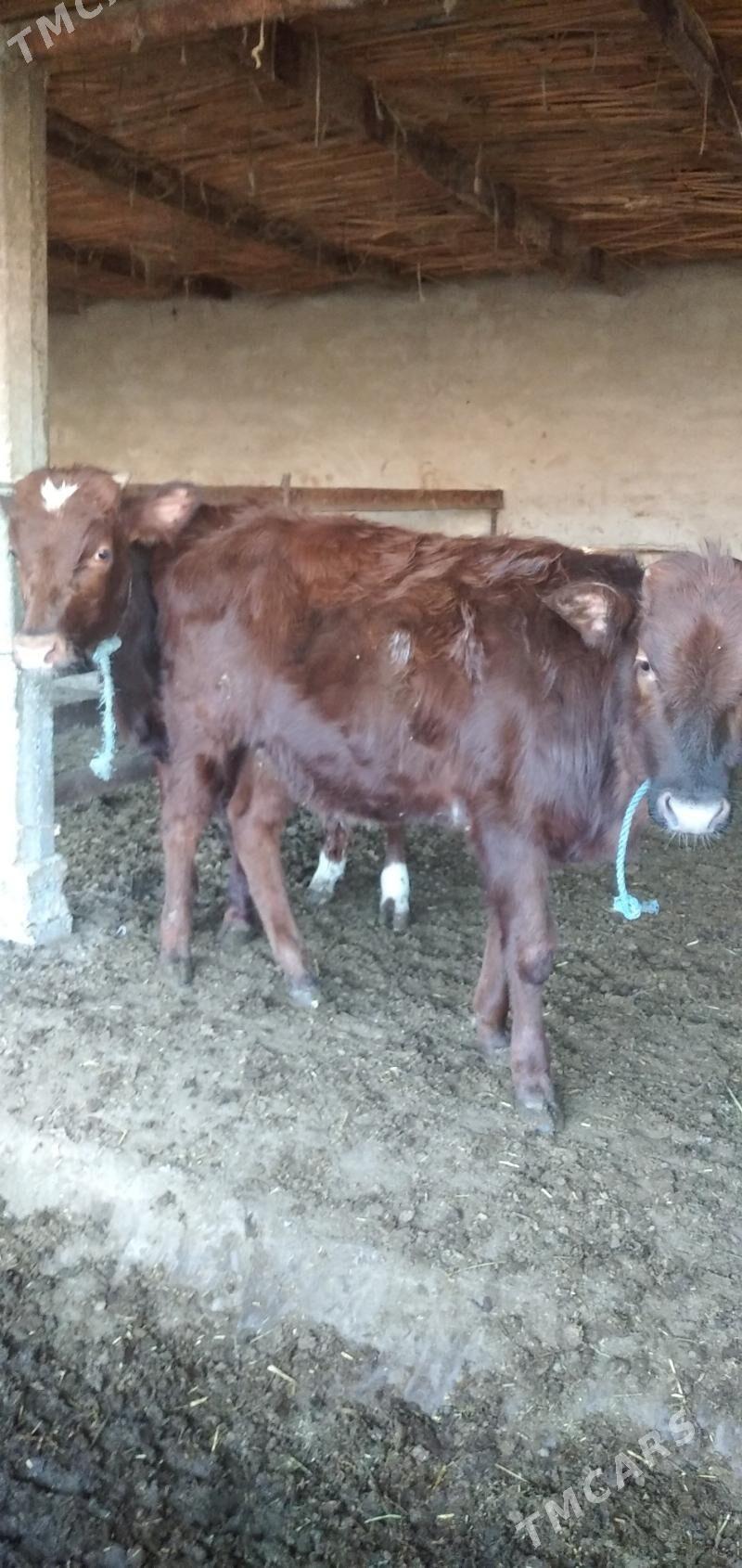 2 sany öküz - Çärjew - img 1