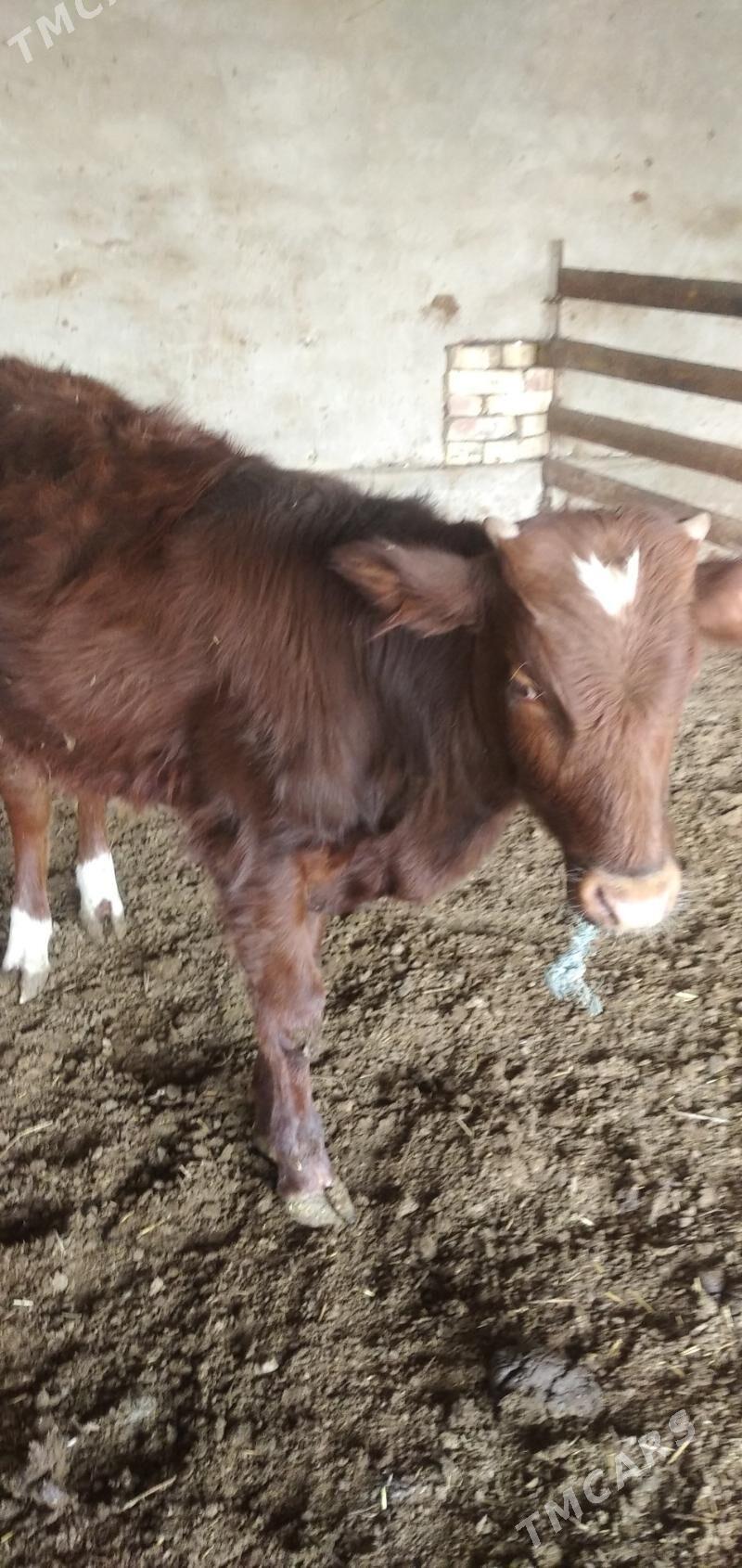 2 sany öküz - Çärjew - img 4