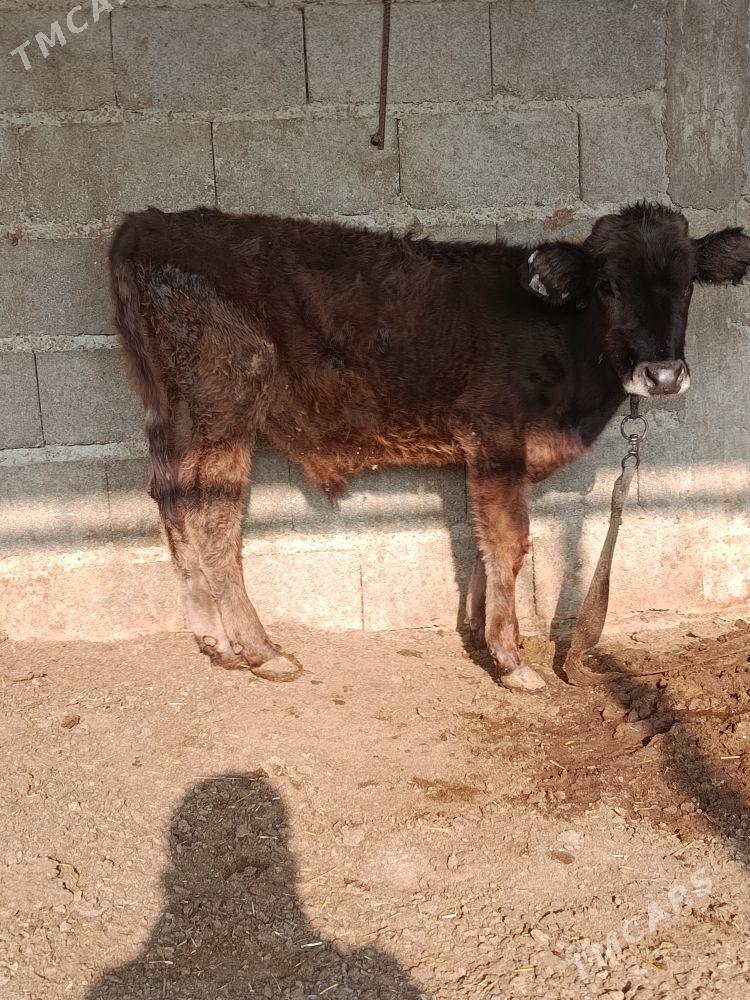 öküzçe - Бахарден - img 2