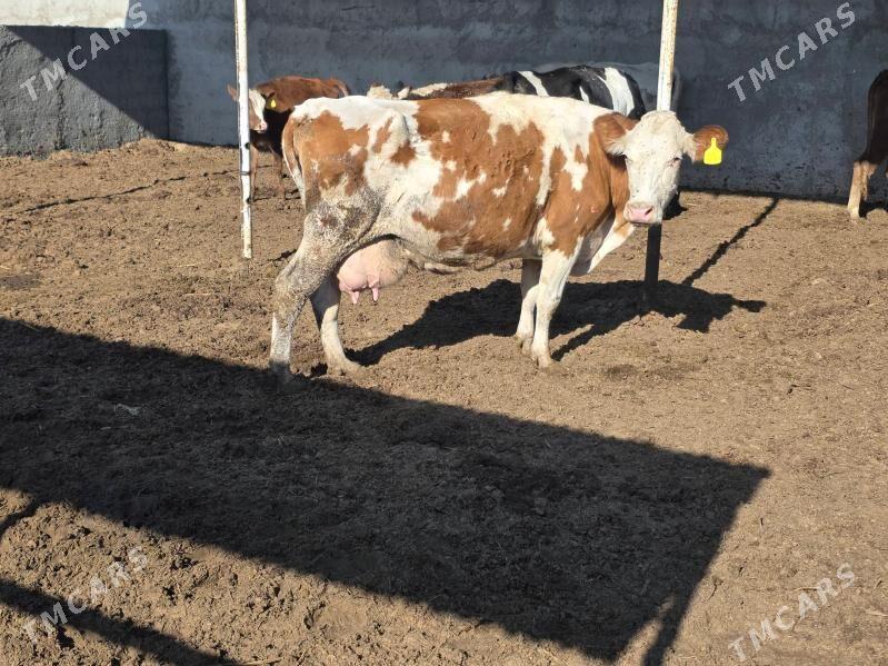 Simental Sygyr - Bäherden - img 2