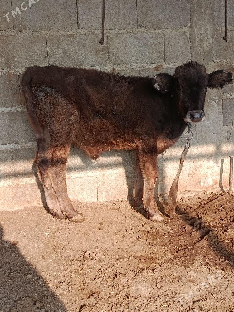 öküzçe - Бахарден - img 1