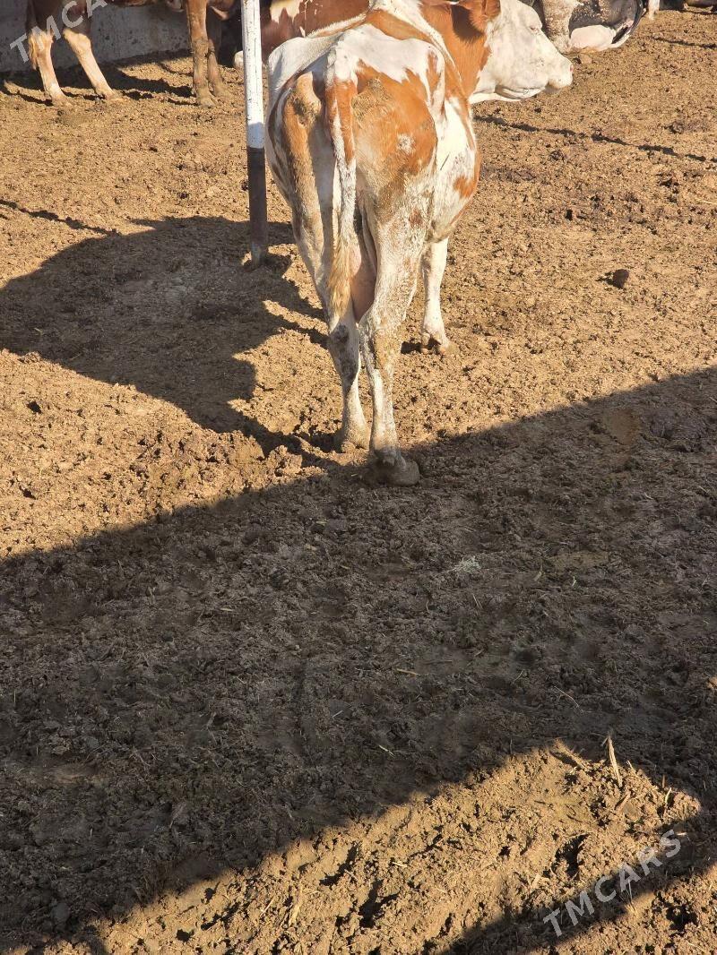 Simental Sygyr - Bäherden - img 3