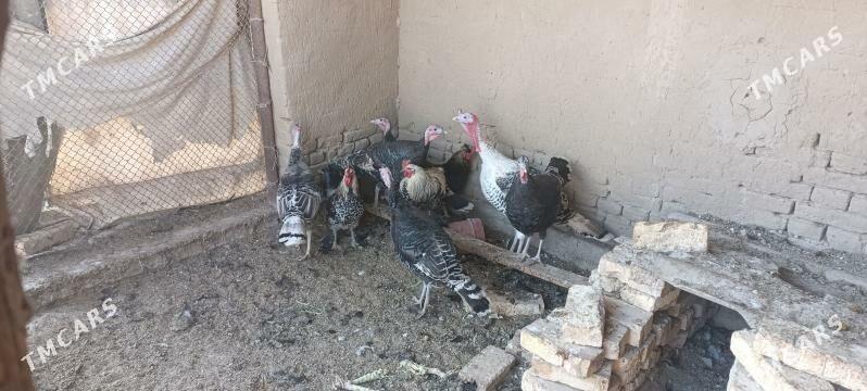 induk - Векильбазар - img 2