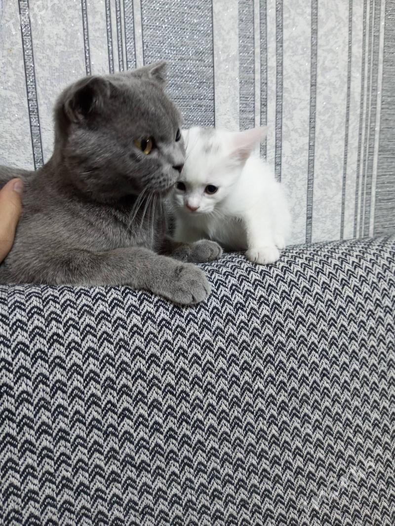 Британка - Ашхабад - img 2