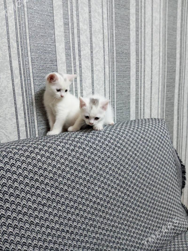 Британка - Ашхабад - img 5