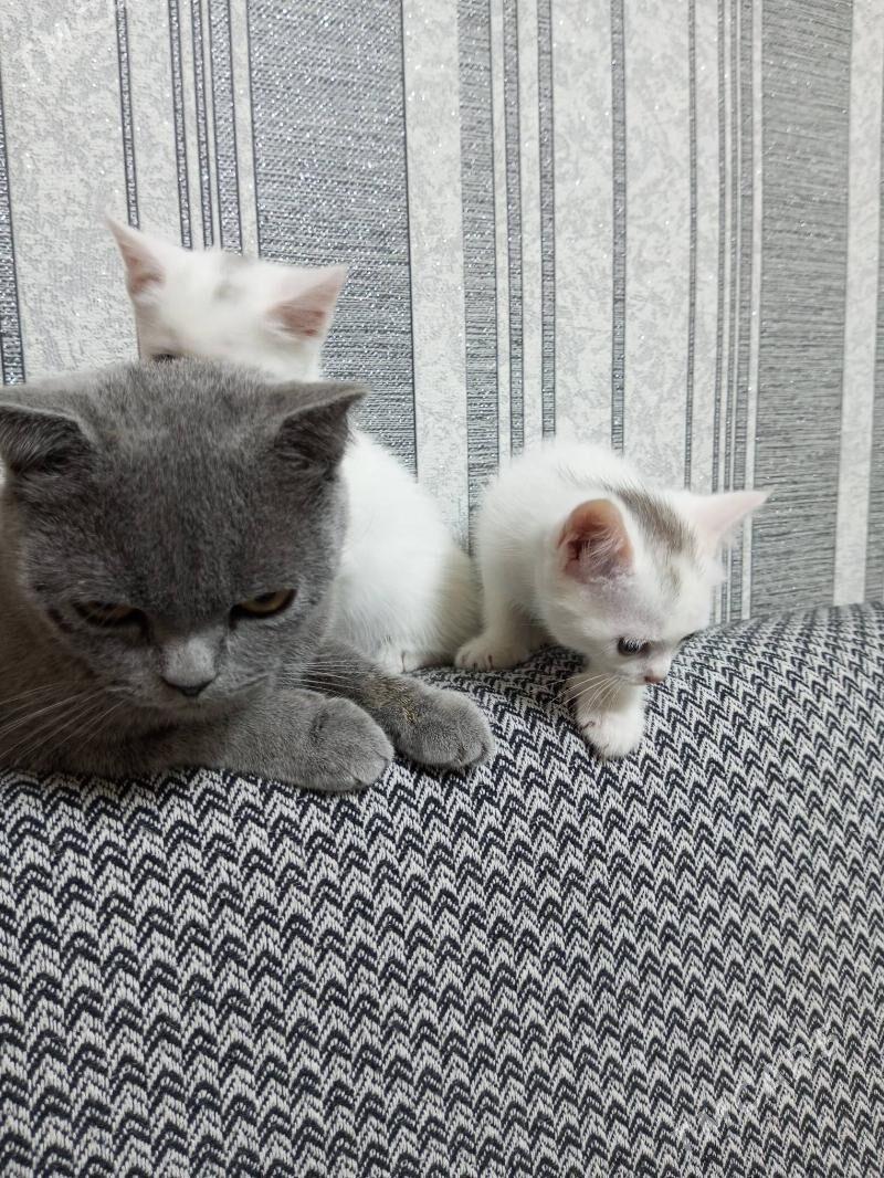 Британка - Ашхабад - img 3