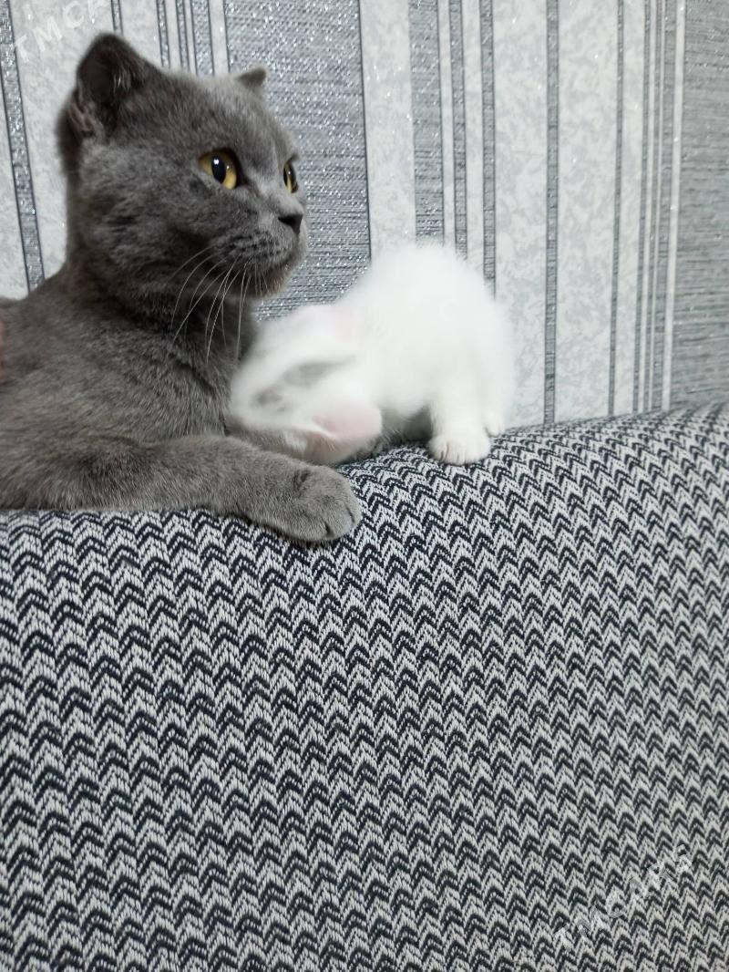 Британка - Ашхабад - img 6