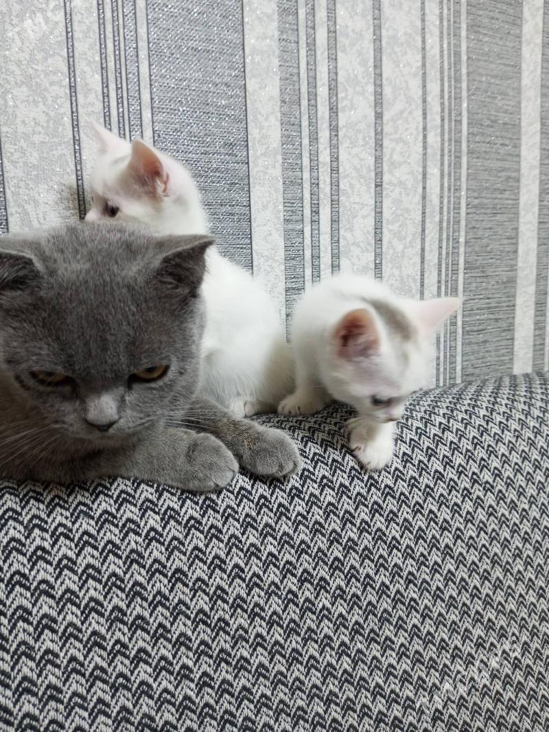 Британка - Ашхабад - img 4