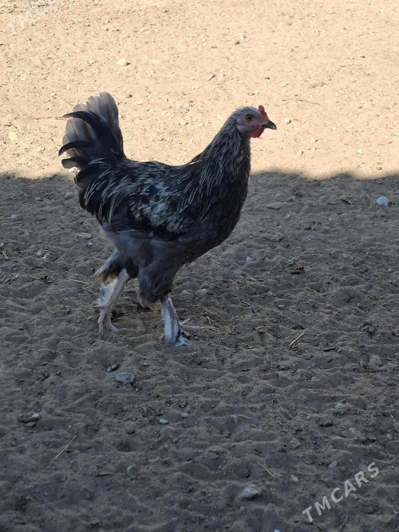 towuk - Gumdag - img 5