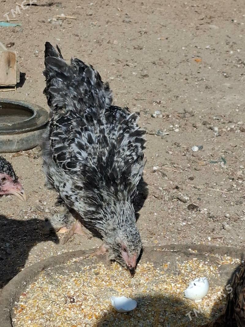 towuk - Gumdag - img 4