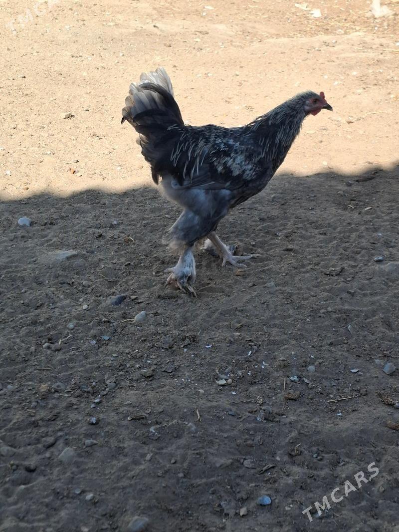 towuk - Gumdag - img 6