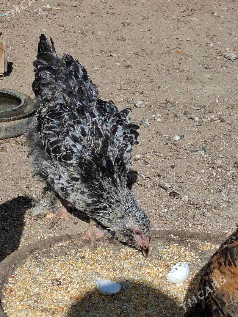 towuk - Gumdag - img 3