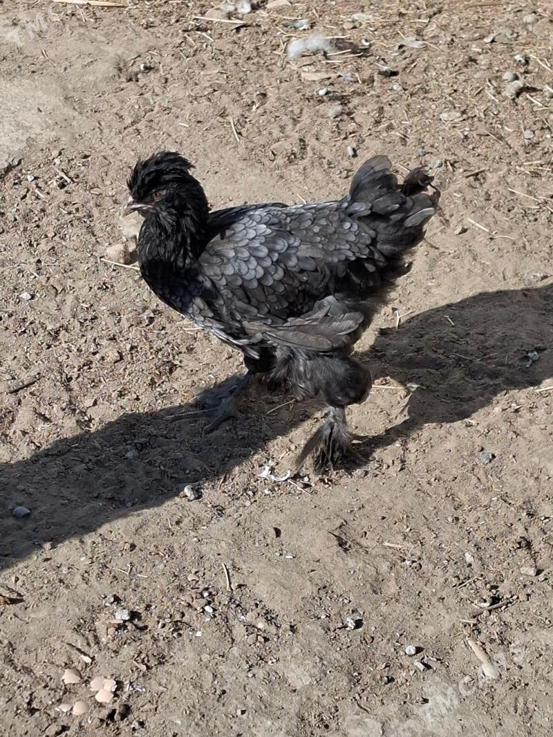 towuk - Gumdag - img 2