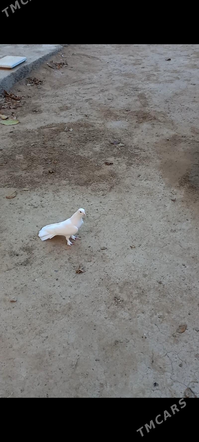 kepderi - Hitrowka - img 3