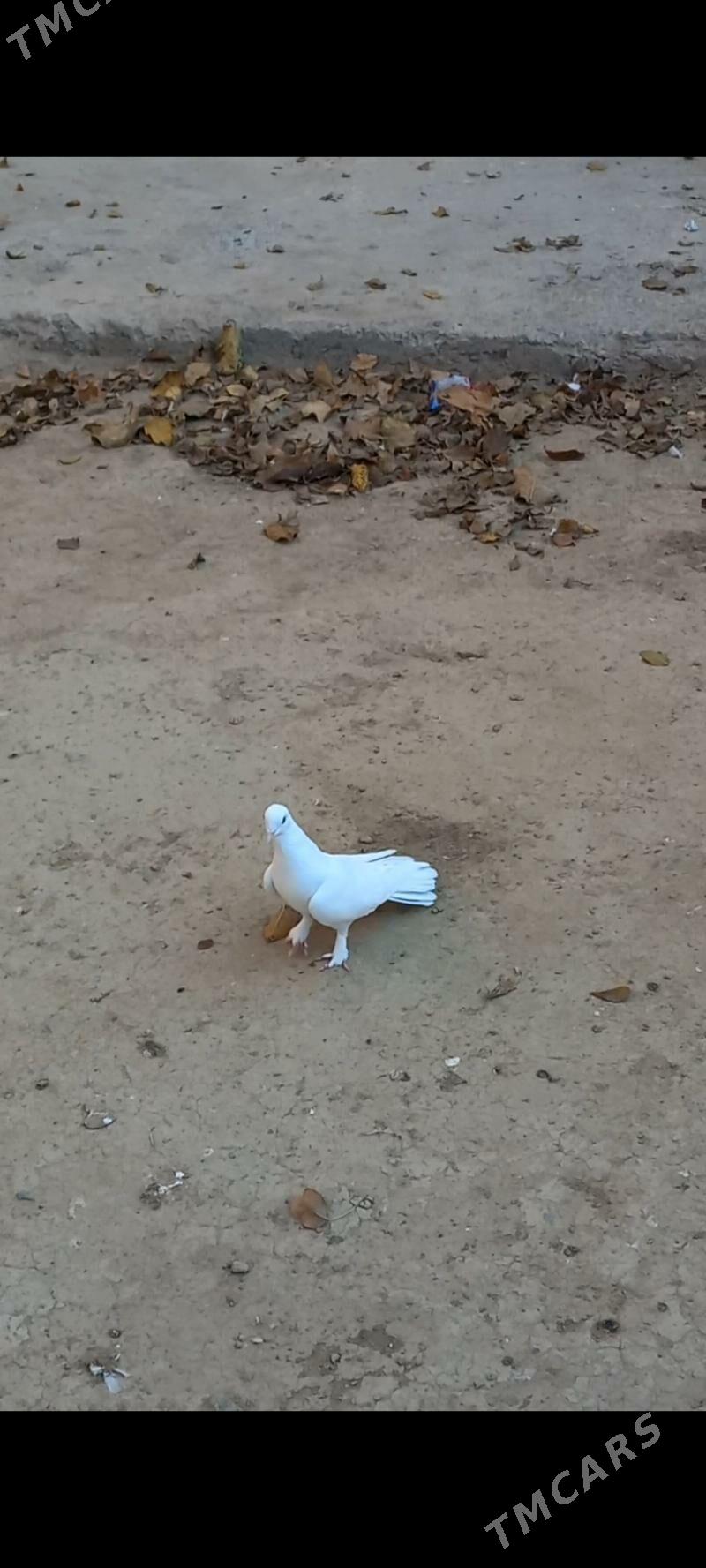 kepderi - Hitrowka - img 4