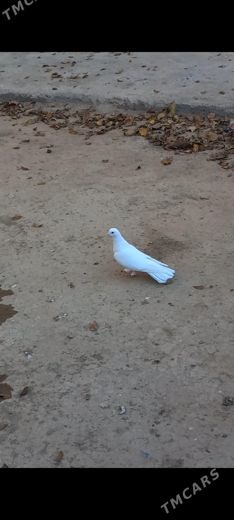 kepderi - Hitrowka - img 2