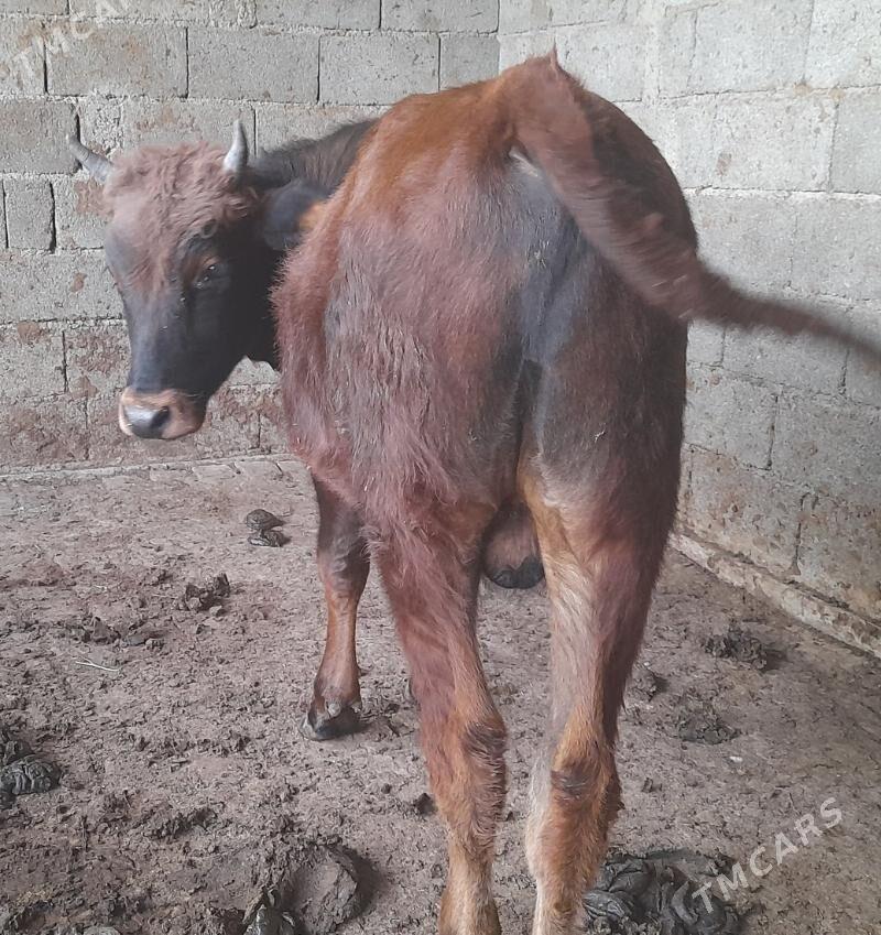 ....Ökiz bakida duran... - Багир - img 6