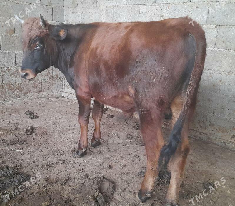 ....Ökiz bakida duran... - Багир - img 4