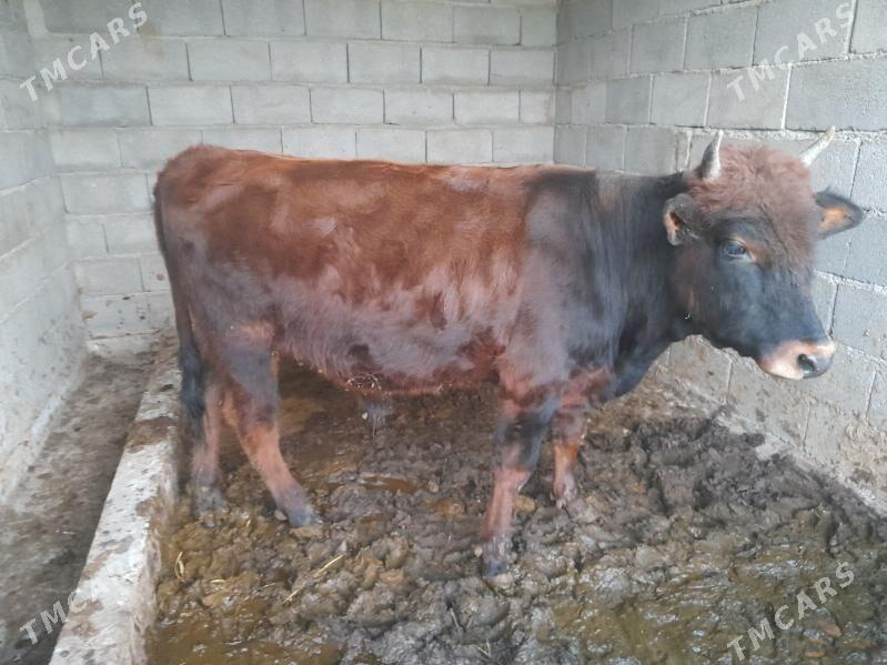 ....Ökiz bakida duran... - Багир - img 5