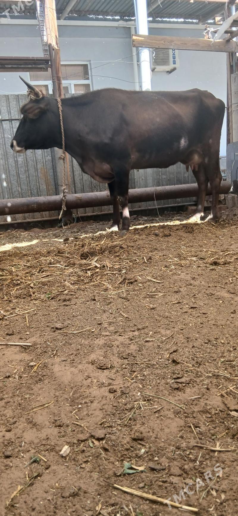 sygyr - Херрикгала - img 2