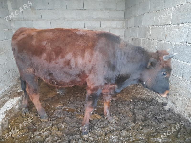 ....Ökiz bakida duran... - Багир - img 3