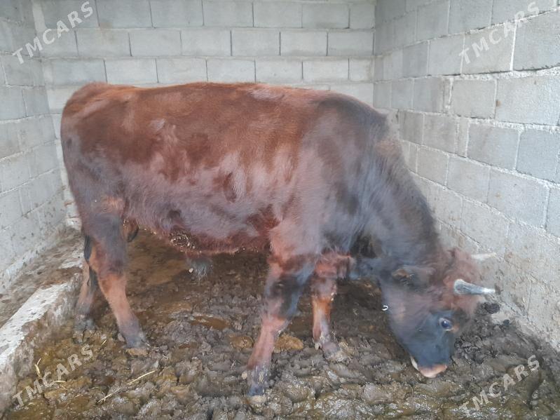 ....Ökiz bakida duran... - Багир - img 1