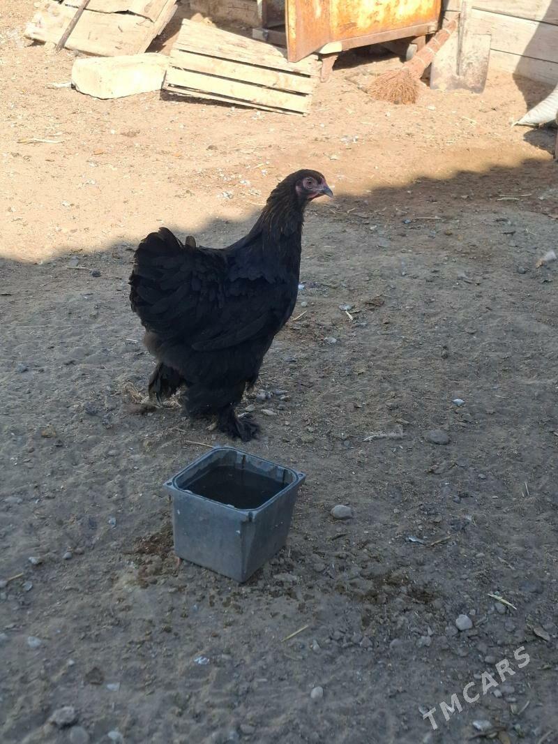 Brama towuk - Гумдаг - img 4