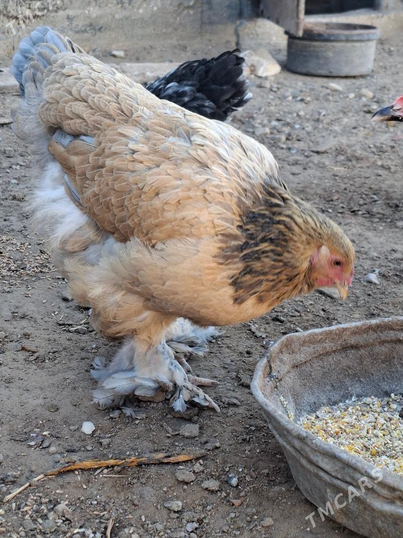 Limon brama - Гумдаг - img 1