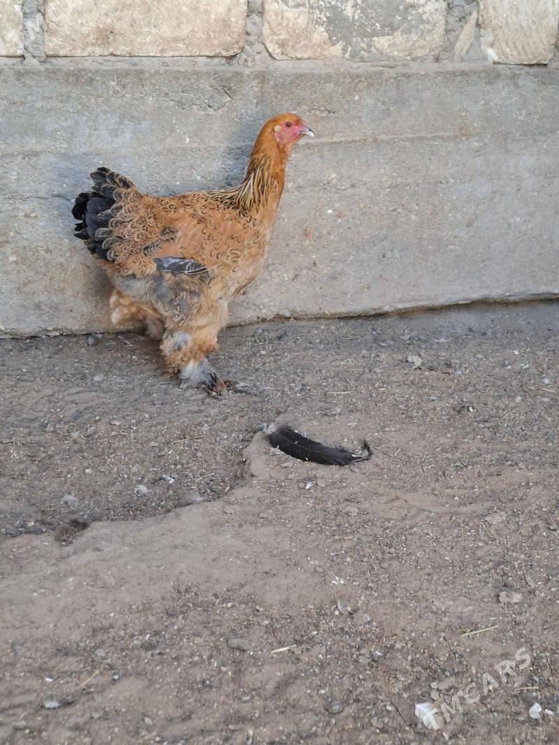 Brama towuk - Гумдаг - img 2