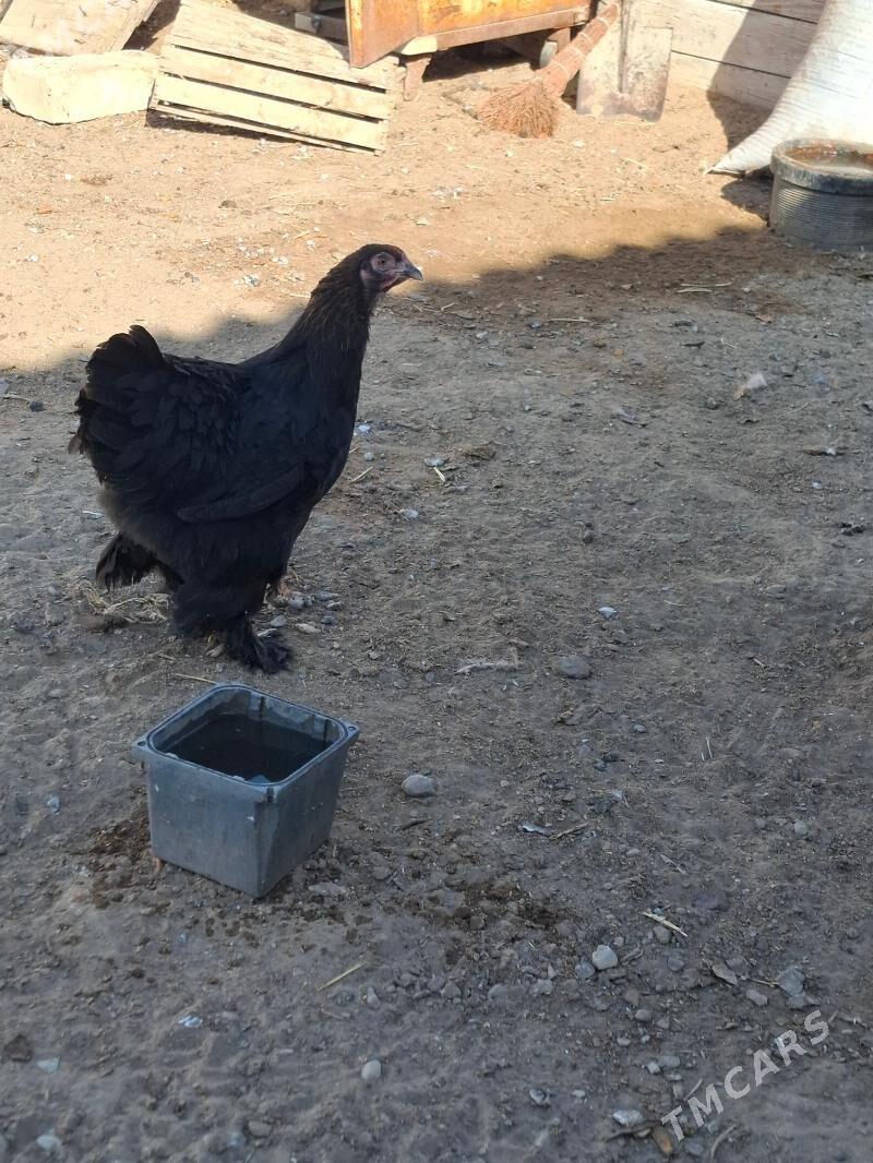 Brama towuk - Гумдаг - img 3