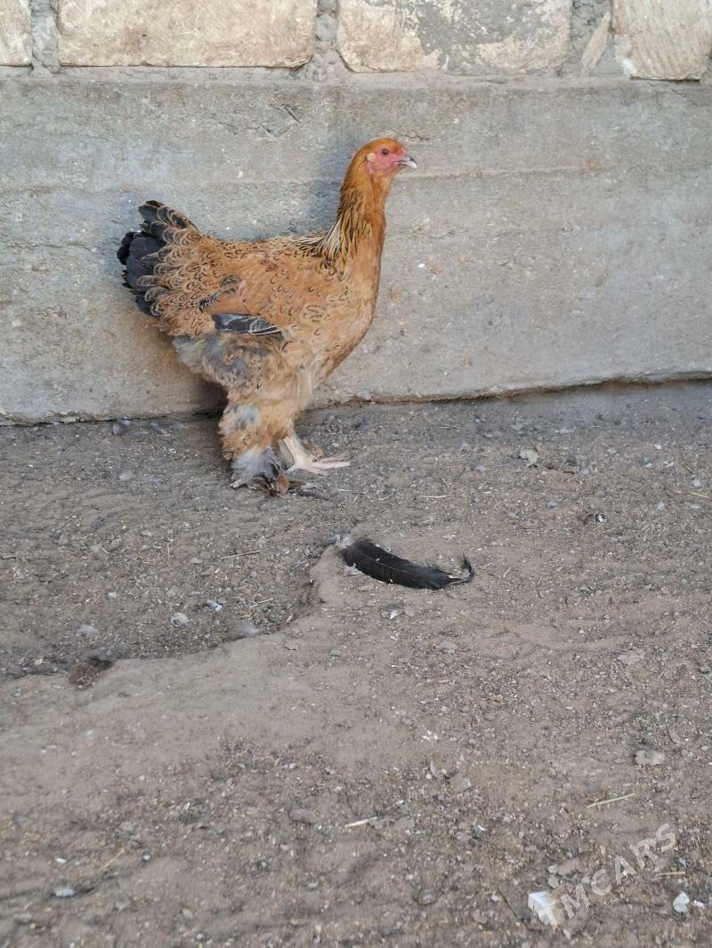 Brama towuk - Гумдаг - img 1