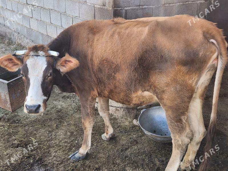 sygyr - Gökdepe - img 2