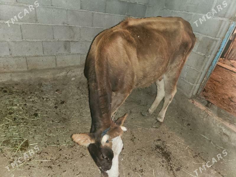 sygyr - Gökdepe - img 3