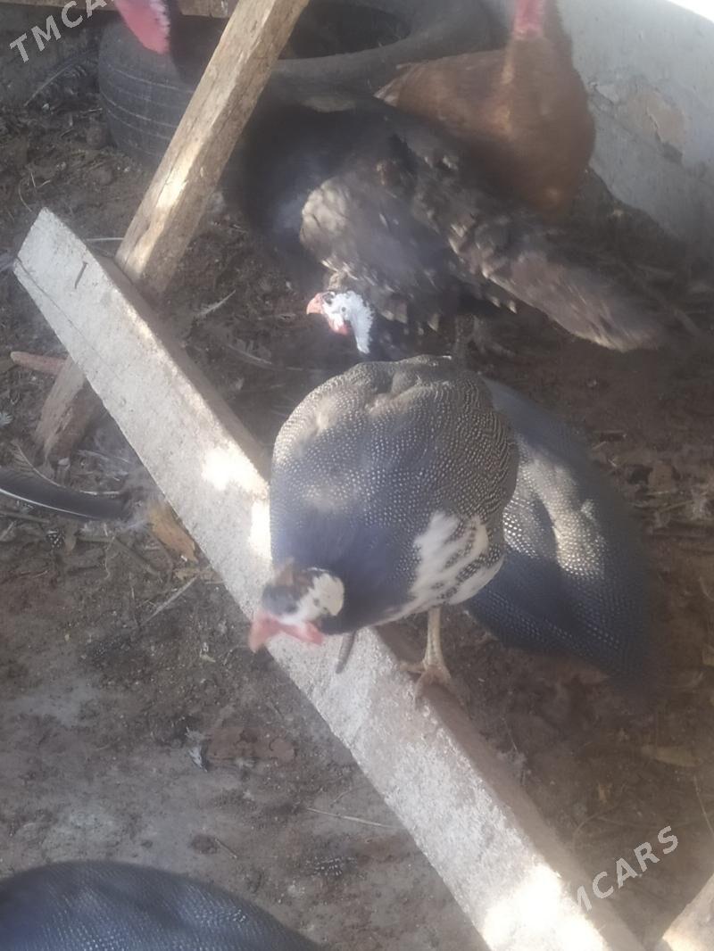 Цисарка - Туркменабат - img 3