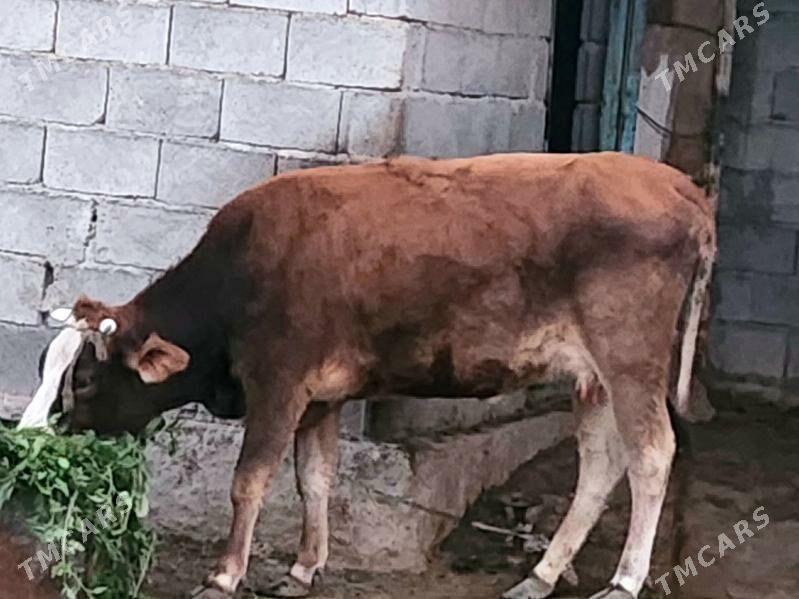 sygyr - Gökdepe - img 1