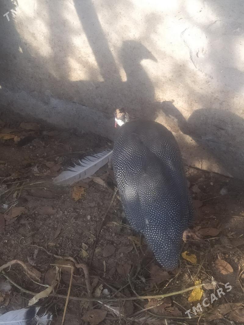 Цисарка - Туркменабат - img 2