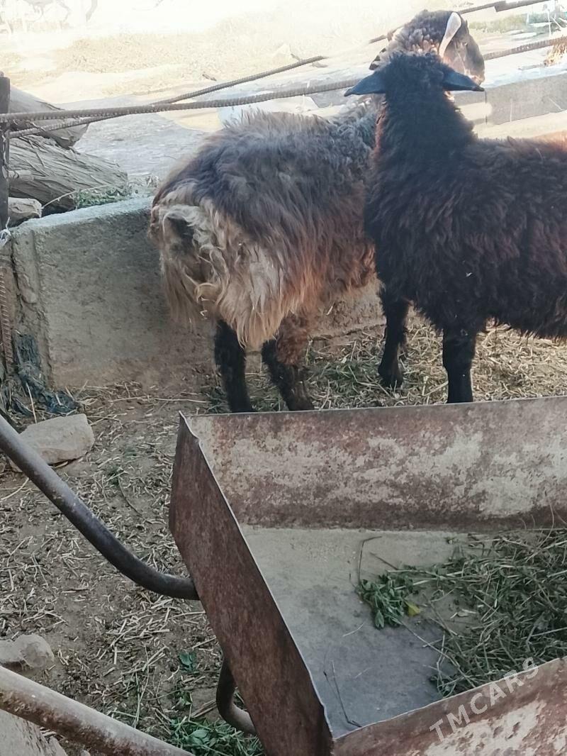 tokly - Bäherden - img 1